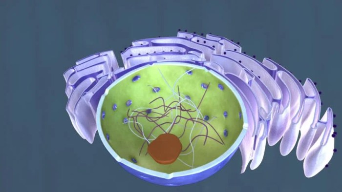 Nucleus cell stock picture 3d videos